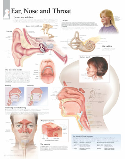 Ear, Nose & Throat 1357 1