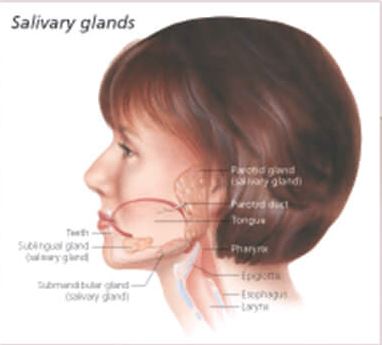 Ear, Nose & Throat 1357 3