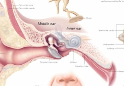 Ear, Nose & Throat 1357 2