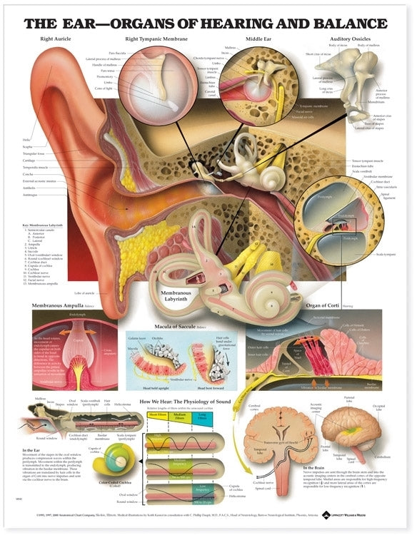 Ear: Organs of Hearing and Balance Anatomical Chart 9890