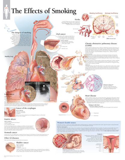 Effects of Smoking 1352
