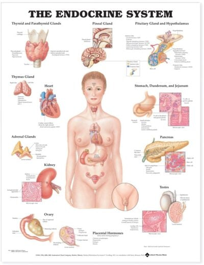 Endocrine System Anatomical Chart 9720 1