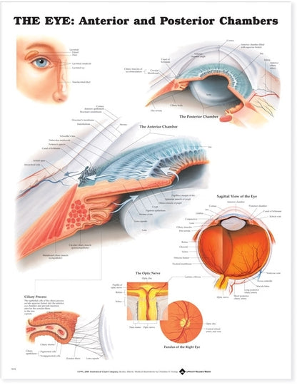 Eye: Anterior and Posterior Chambers 9694