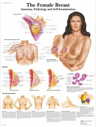 Female Breast Chart – Anatomy, Pathology and Self-Examination VR1556