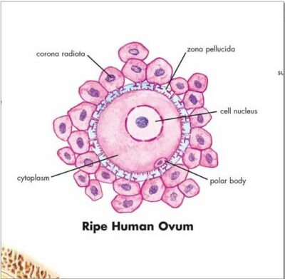 Female Genital Organs Chart VR1532 2