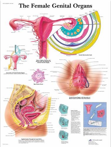 Female Genital Organs Chart VR1532