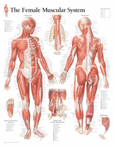 Female Muscular System 1101 1
