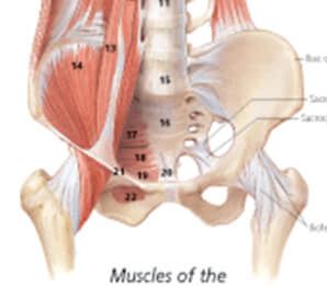Female Muscular System 1101 2