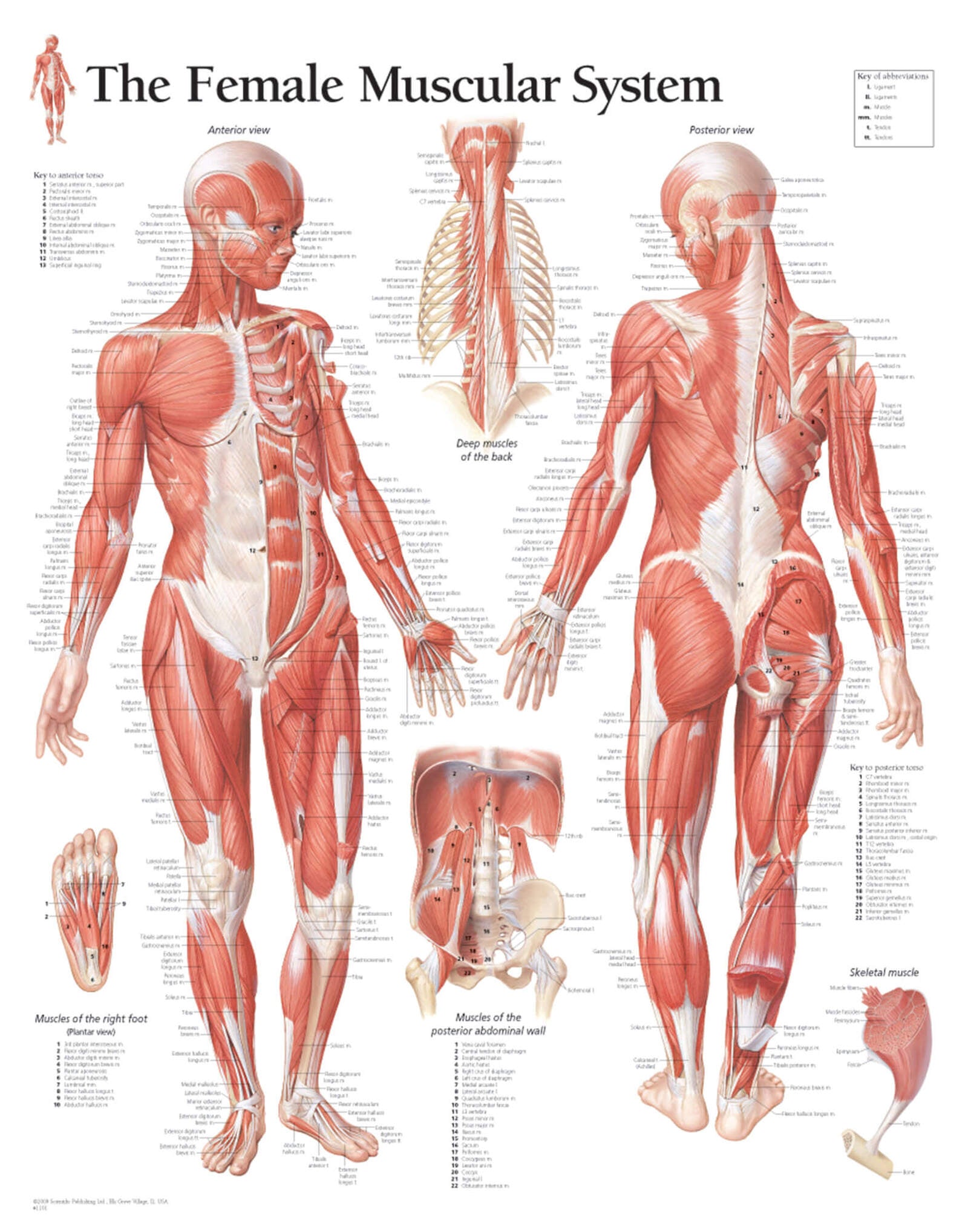 Female Muscular System 1101