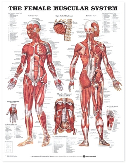Female Muscular System Anatomical Chart 8947