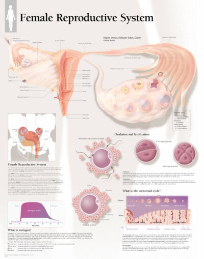 Female Reproductive System 5000 1