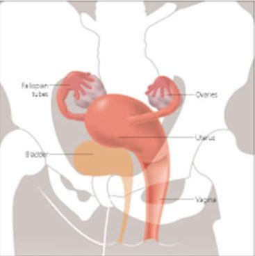 Female Reproductive System 5000 3