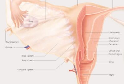 Female Reproductive System 5000 2