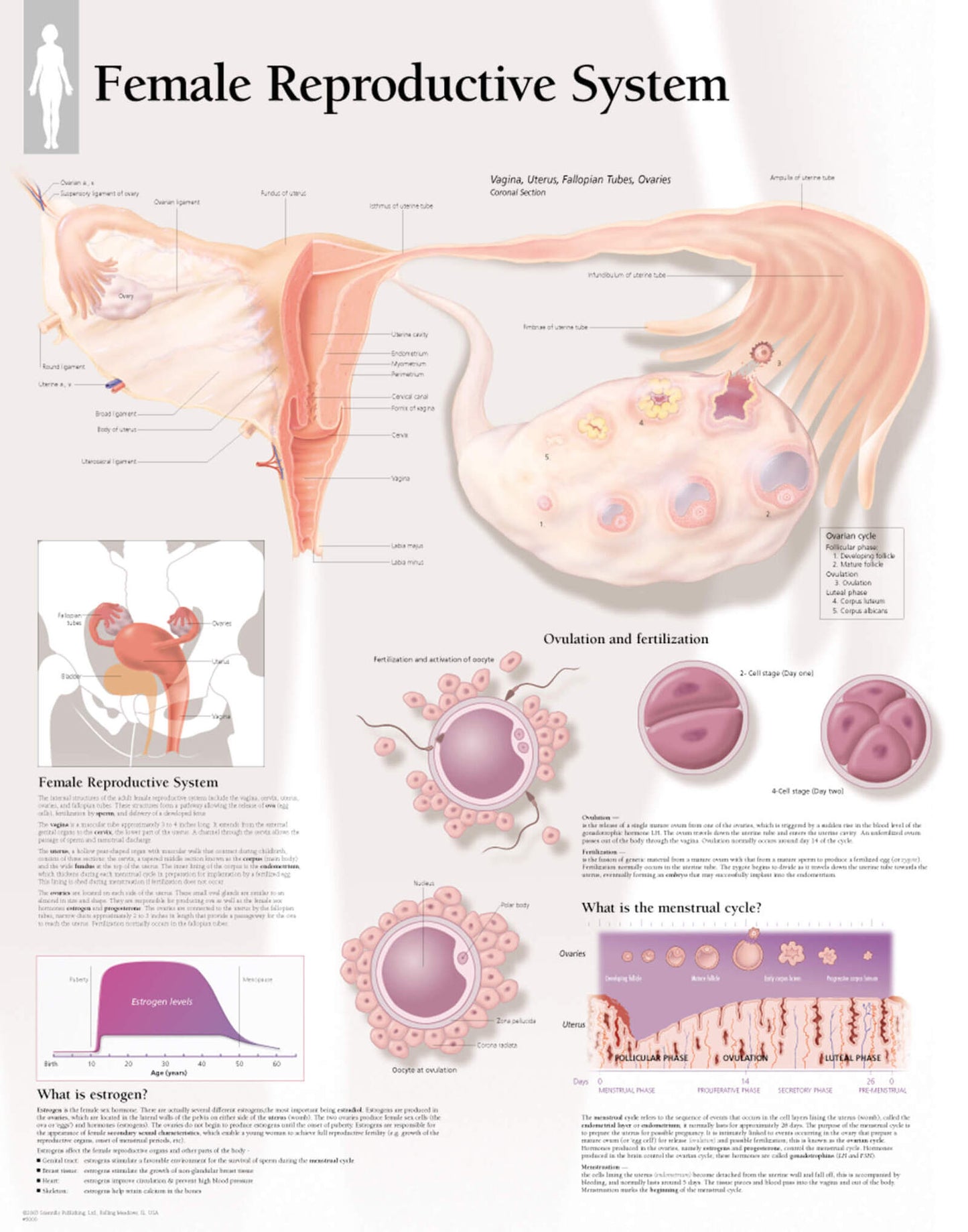 Female Reproductive System 5000