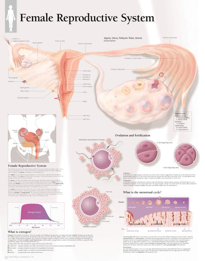 Female Reproductive System 5000