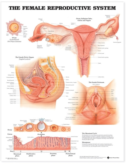 Female Reproductive System Anatomical Chart 9652