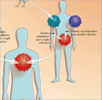 Flu (Influenza) Chart VR1722 1