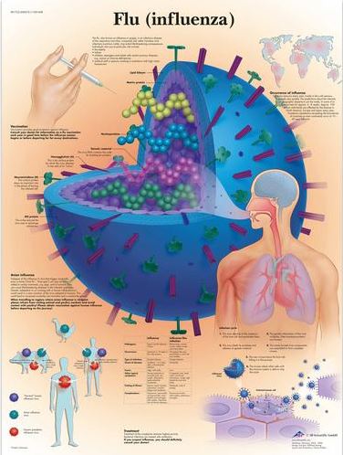 Flu (Influenza) Chart VR1722