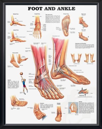 Foot and Ankle 1