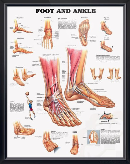 Foot and Ankle