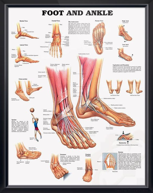 Foot and Ankle