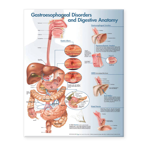Gastroesophageal Disorders and Digestive Anatomy Chart 9965