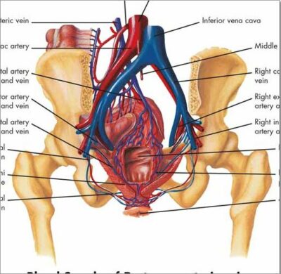 Gastrointestinal System Chart VR1422 1