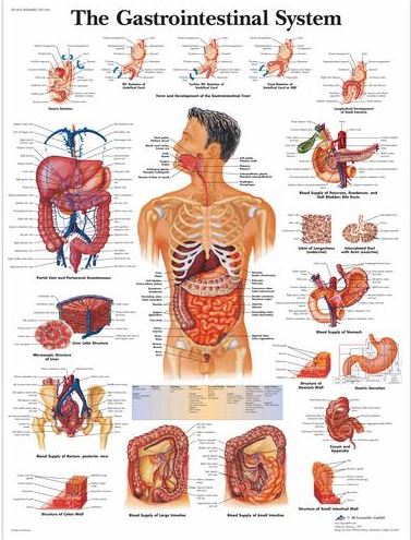 Gastrointestinal System Chart VR1422