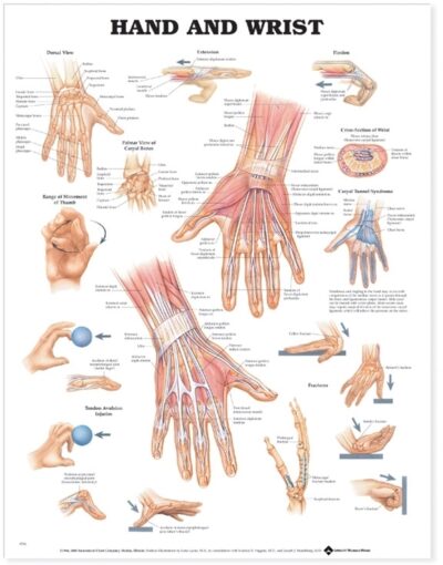 Hand and Wrist Anatomical Chart 9790 1