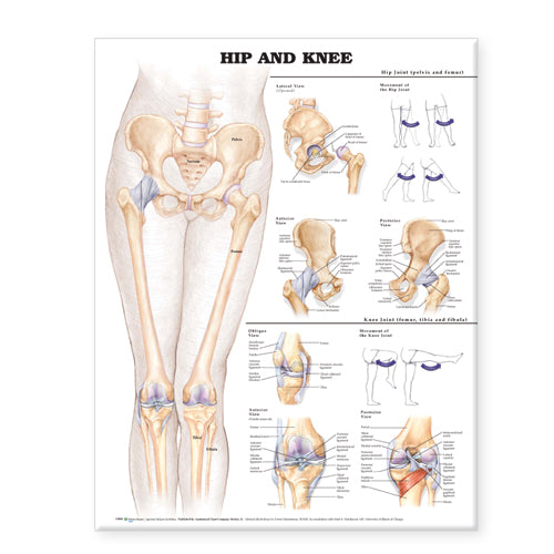 Hip and Knee Anatomical Chart 9780