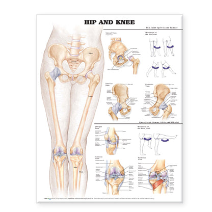 Hip and Knee Anatomical Chart 9780