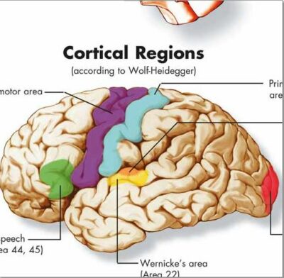 Human Brain Chart VR1615 1