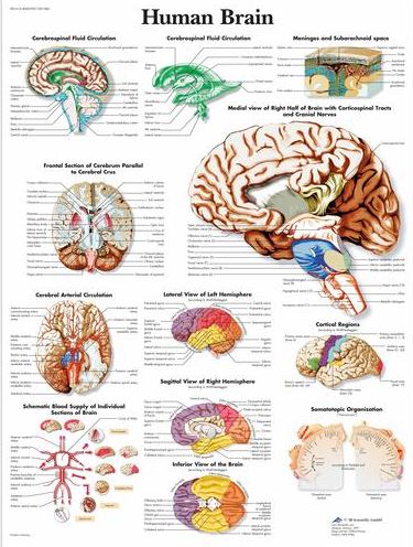 Human Brain Chart VR1615