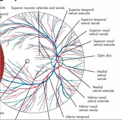 Human Eye Chart VR1226 2