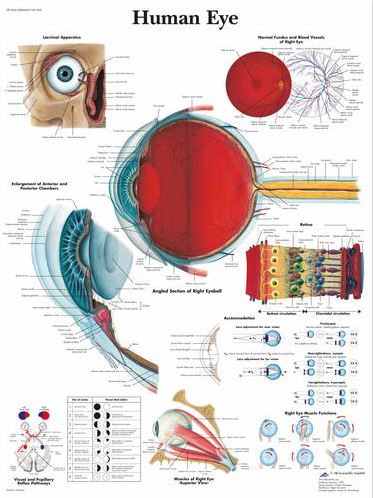 Human Eye Chart VR1226