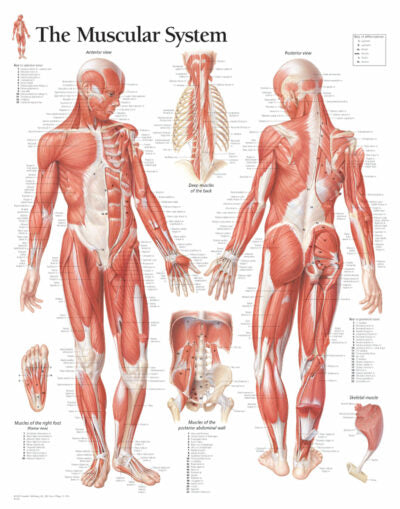 Male Muscular System 1100 1