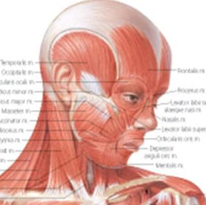 Male Muscular System 1100 3