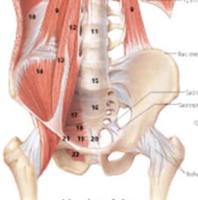 Male Muscular System 1100 2