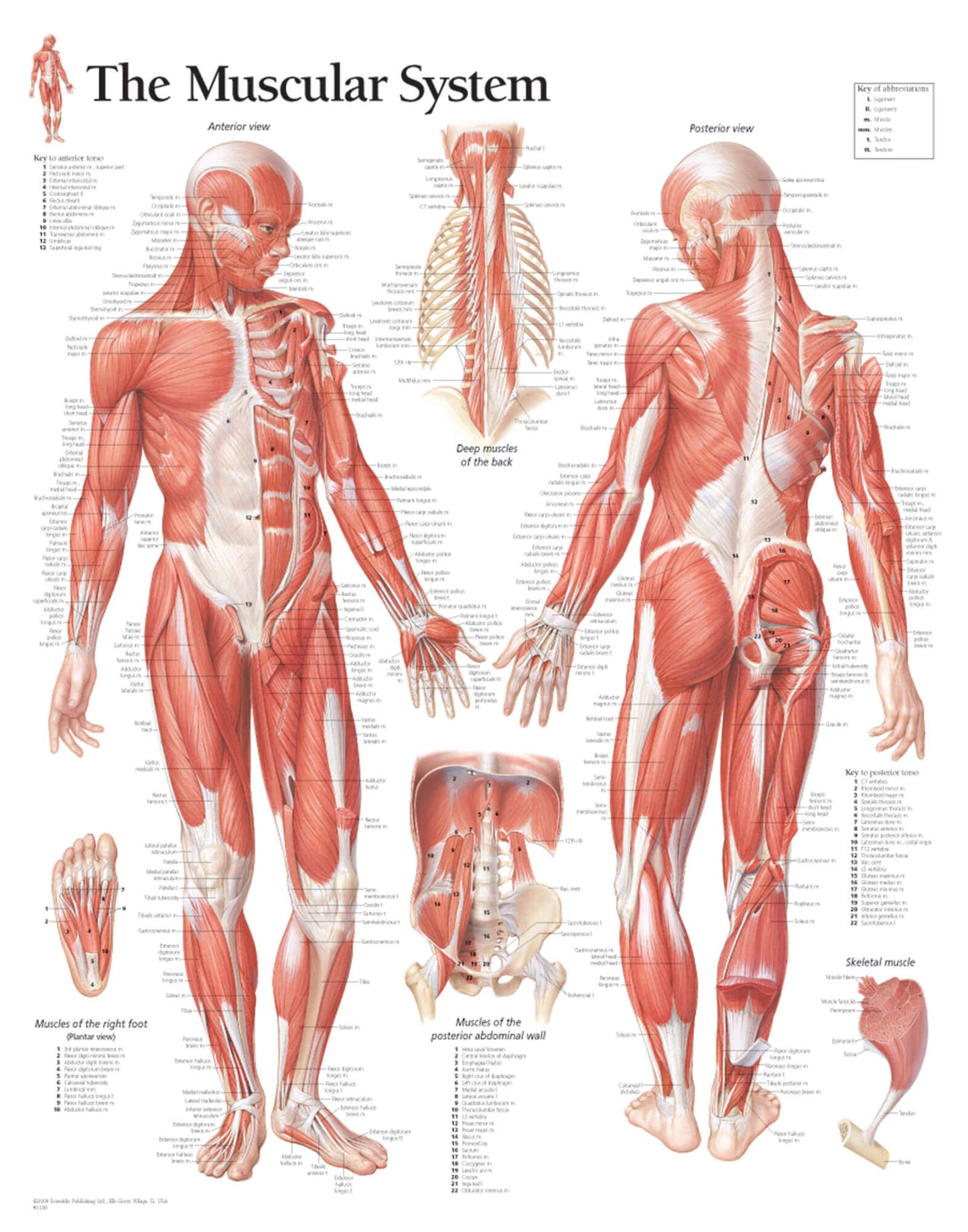 Male Muscular System 1100