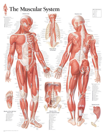 Male Muscular System 1100