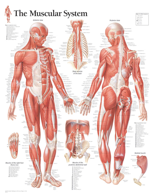 Male Muscular System 1100