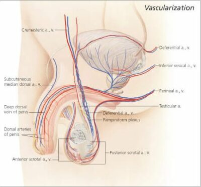 Male Reproductive System 4000 2