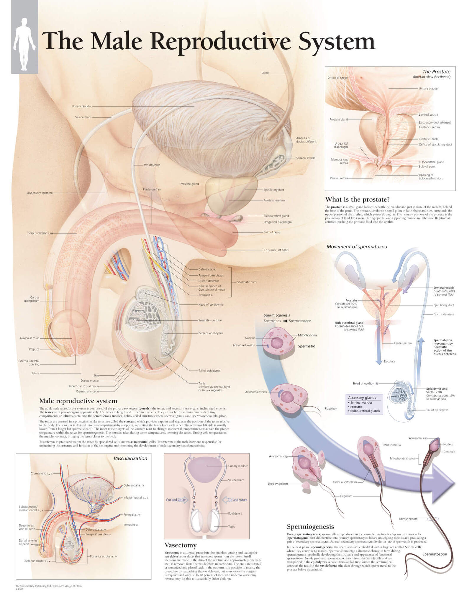Male Reproductive System 4000