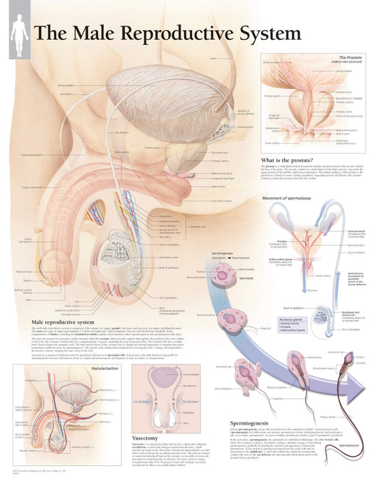 Male Reproductive System 4000