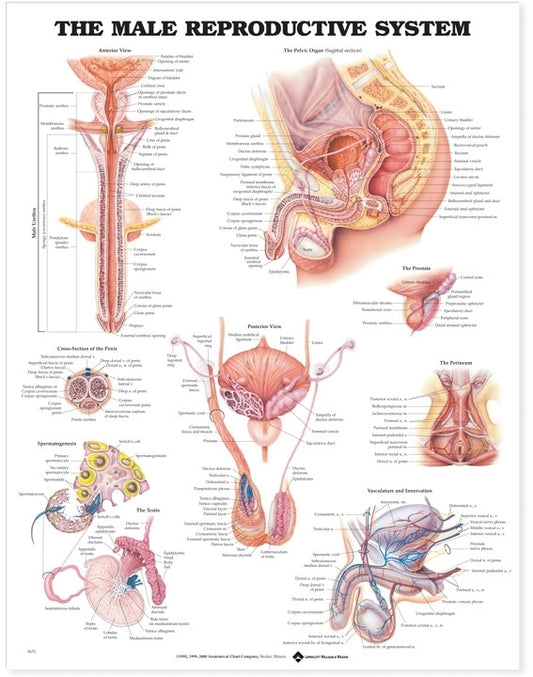Male Reproductive System Anatomical Chart 9672