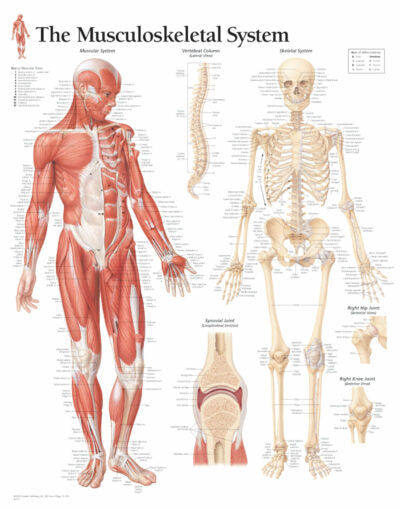 Musculoskeletal System 1102 1
