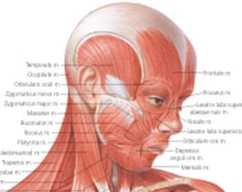 Musculoskeletal System 1102 3