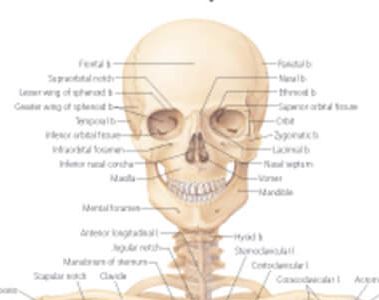 Musculoskeletal System 1102 2