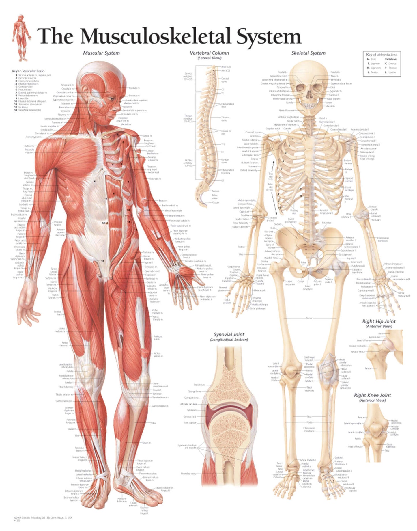 Musculoskeletal System 1102