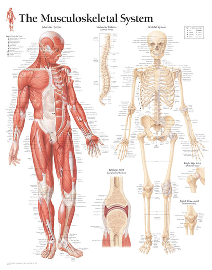 Musculoskeletal System 1102